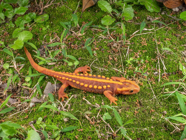 Tylototriton broadoridgus