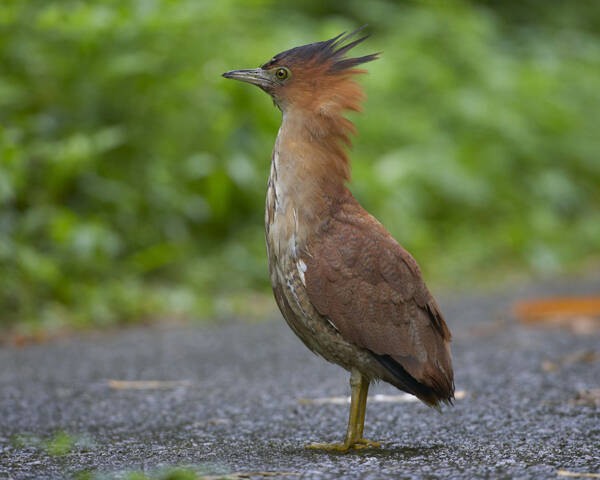 黑冠鳽