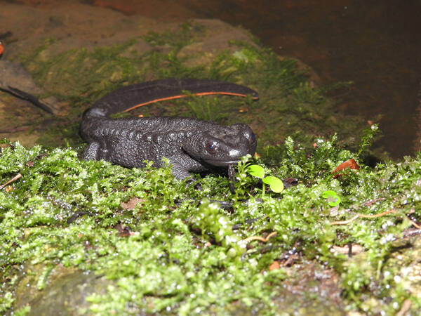 Yaotriton asperrinus