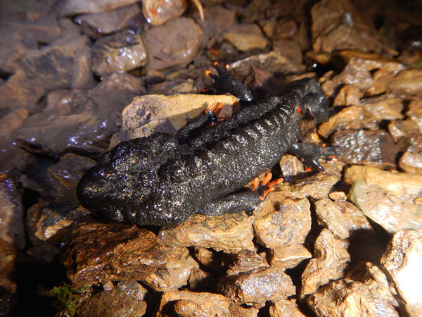 Yaotriton wenxianensis