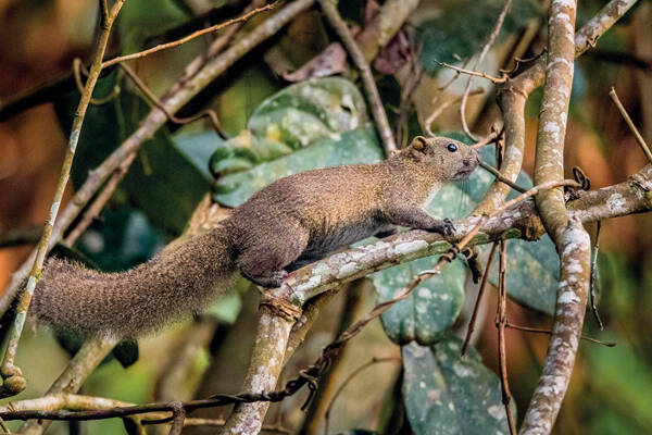 Callosciurus inomatus