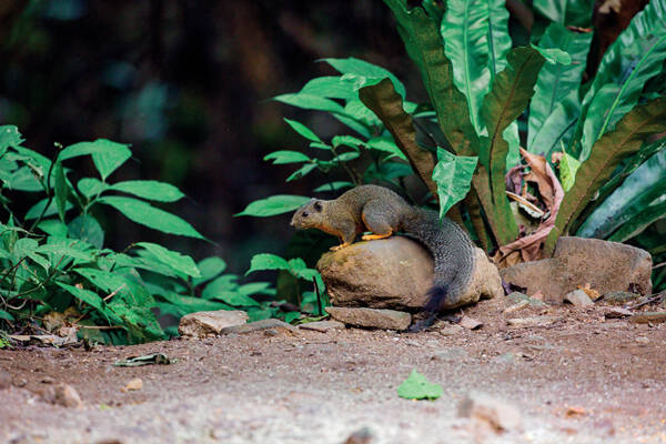 Callosciurus phayrei