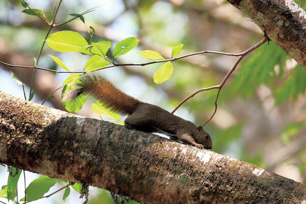 Callosciurus quinquestriatus