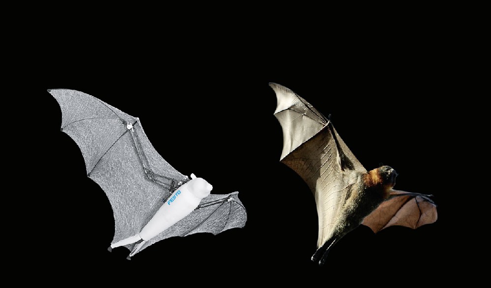 Ten things to know about bats_Ten functions of bats