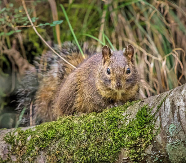 Sciurotamias davidianus