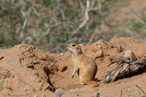 Spermophilus alaschanicus Buchner