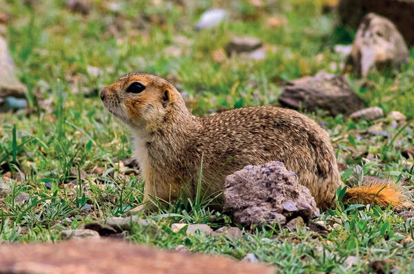 Spermophilus erythrogenys