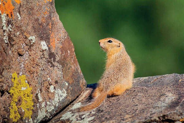 Spermophilus undulatus