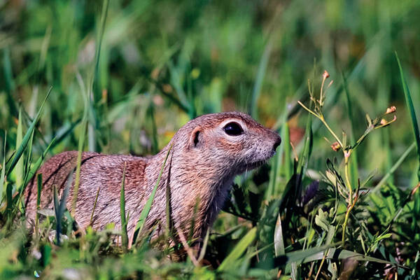 Spermophilus dauricus