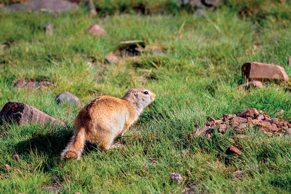 Spermophilus relictus