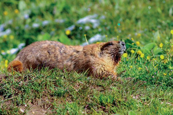 Marmota baibacina