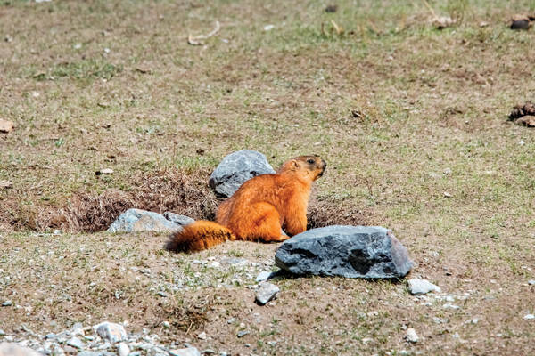 Marmota caudata