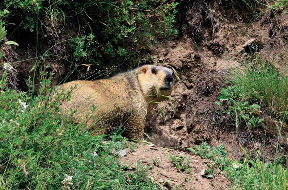 Marmota himalayana