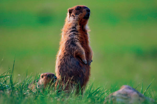 Marmota sibirica