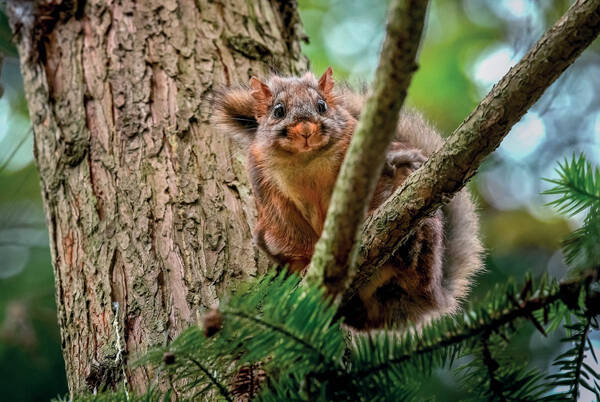 Trogopterus xanthipes