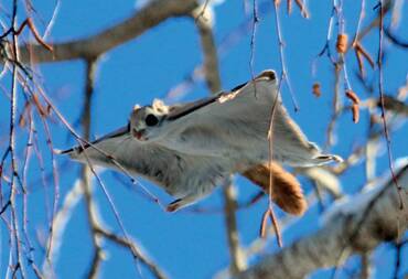 Pteromys volans