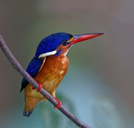 Alcedo meninting