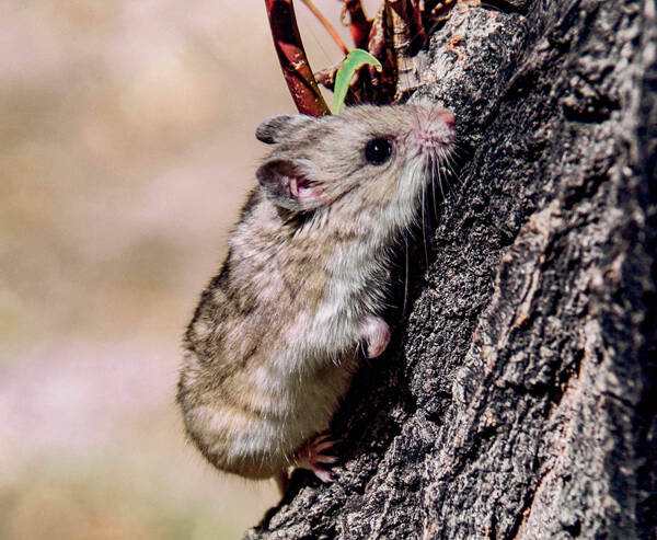 Alticola argentata