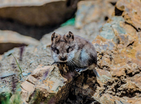 Alticola stoliczkanus