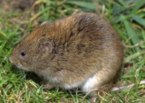 Microtus fortis