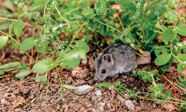 Cricetulus barabensis