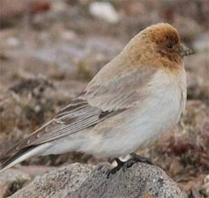 Carpodacus sillemi