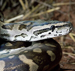 Python bivittatus