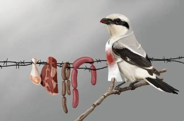 The butcher of birds: the shrike that hangs carcasses in trees