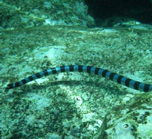 Hydrophis fasciatus