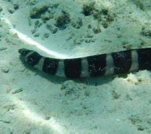 The Dwarf Sea Snake