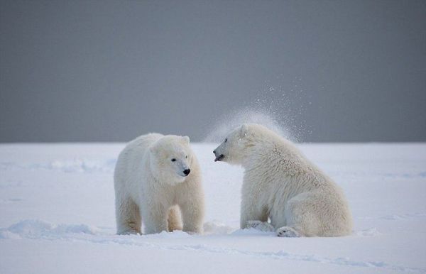 30 facts about polar bears