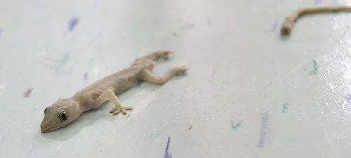 Gecko's tail is broken