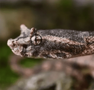 Protobothrops cornutus