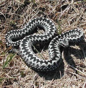 Vipera berus