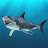 Carcharodon carcharias