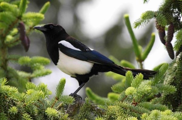 Why is it not easy to see magpies during Chinese Valentine's Day?