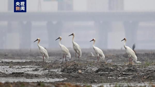 Five "living bird fossils" white cranes were discovered in Quanzhou, Fujian, setting a new