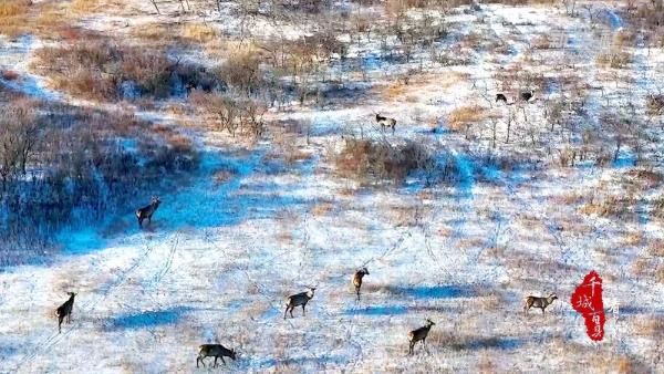 Groups of red deer appear in Baiyinxile Grassland in Inner Mongolia, and the ecological environment 