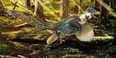 Eight kinds of dinosaurs with feathers_Which dinosaurs were likely to have feathers