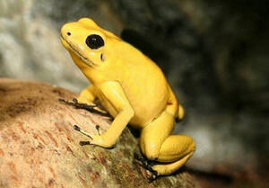 Poison-Dart Frog