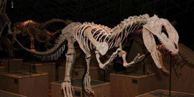 Inventory of 9 kinds of dinosaurs in China_9 kinds of dinosaurs in China