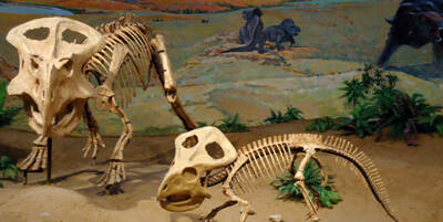 China's Eight Famous Dinosaur Fossils_China's Eight Famous Dinosaur Fossils