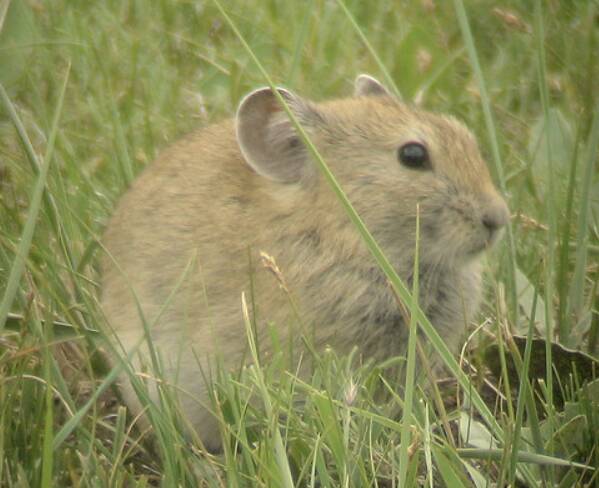 Ochotona dauurica