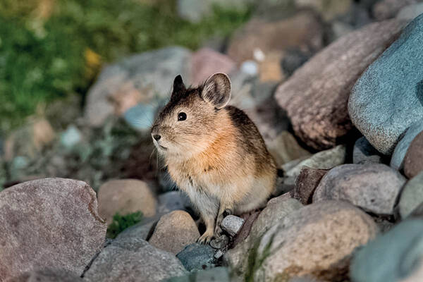 Nubulake Pika