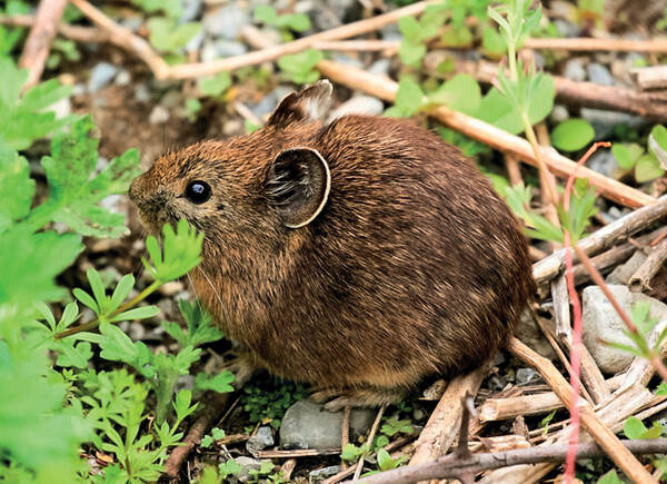 Ochotona thibetana