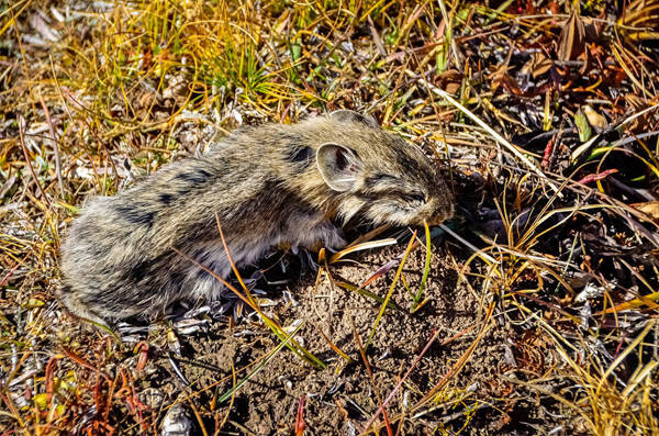 Ochotona thomasi