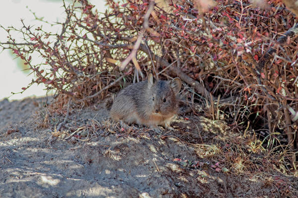 Ochotona yarlungensis