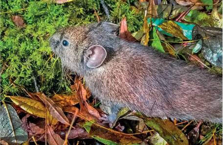 Ochotona huanglongensis