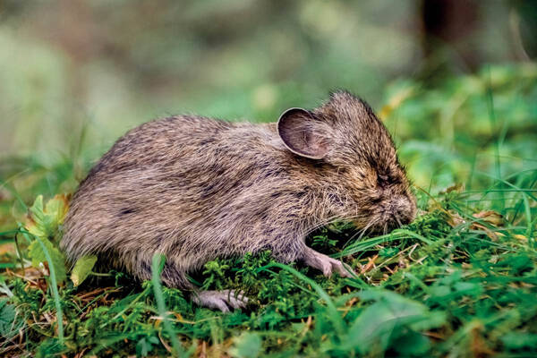 Ochotona huangensis xunhuaensis