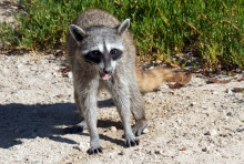 Procyon pygmaeus